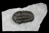 Monster, Eldredgeops Trilobite - Sylvania, Ohio #175643-2